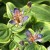 toad-lily-samurai.jpg