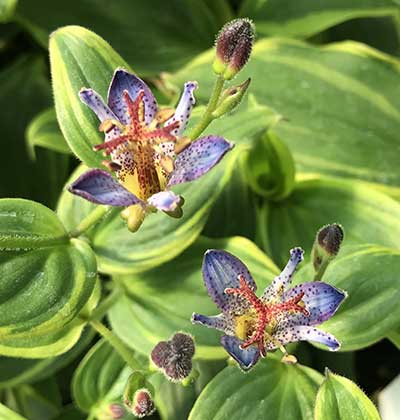 Toad Lily ‘Samurai’