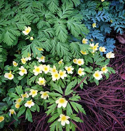 Yellow Wood Anemone